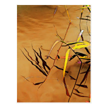 Tranquility Postcard