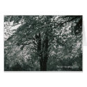 Tranquillity cards
