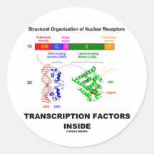 Transcription Factors Inside (Nuclear Receptors) Round Stickers