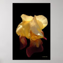 Translucent Iris posters