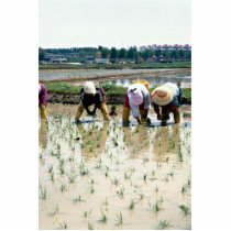 Transplanting young rice plants acrylic cut outs