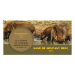 Travel agents, game lodges, hunting farms, safari photo cards