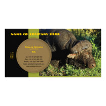 Travel agents, game lodges, hunting farms, safari