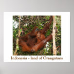 Travelling the Land of Orangutans posters