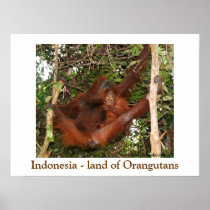 Travelling the Land of Orangutans Print