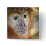 Treacle coloured monkey buttons