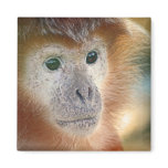 Treacle coloured monkey magnets