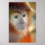 Treacle coloured monkey posters