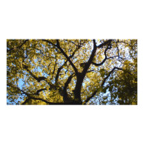 Tree against blue sky. customized photo card