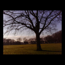 Tree All Alone Photo Poster Print