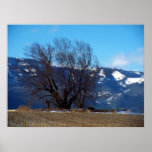 Tree and mountains poster