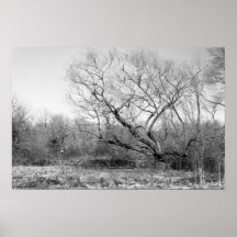 Tree and Stone Wall Study Poster