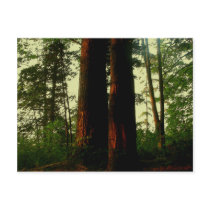 Tree Art Post Card
