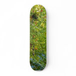 Tree Balboa Park Cactus skateboards
