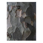 Tree Bark macro photography Post Card