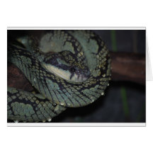 Tree Boa Cards