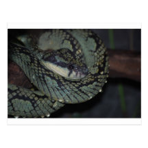 Tree Boa Postcard