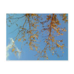 Tree Branches postcards