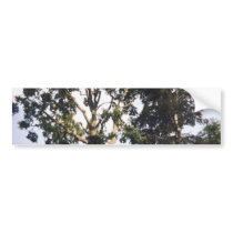 Tree Bumper Sticker
