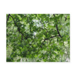 Tree Canopy Postcard