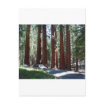 Tree Car Sequoia Park Postcards