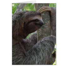 Tree Climbing Sloth Greeting Card