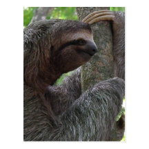 Tree Climbing Sloth Postcard