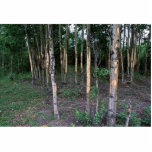 Tree damage by mammals in Refuge photo sculptures
