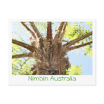 Tree Fern postcards