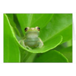 Tree Frog Card