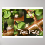 Tree Frog Collage, same frog different poses