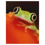 tree frog personalized flyer