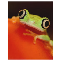 tree frog