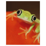 tree frog flyer