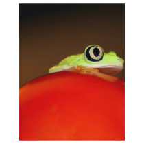 tree frog