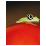 tree frog flyers