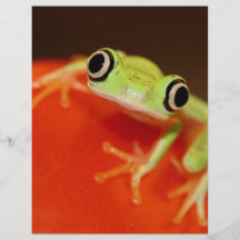 tree frog flyer design