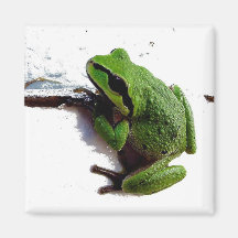 TREE  FROG FRIDGE MAGNET