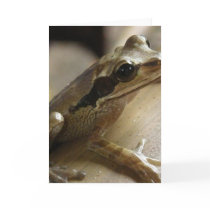 Tree Frog Greeting Card