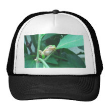 Tree Frog Hat