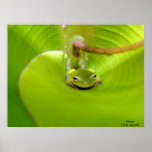 Tree Frog inside Banana Leaf, Imageby A. Agnelli posters