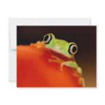 tree frog personalized invites