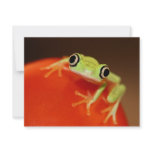 tree frog invite