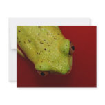tree frog invitations