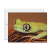 tree frog