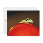 tree frog invitations