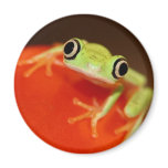 tree frog refrigerator magnets