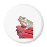 tree frog fridge magnets