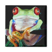 Tree Frog