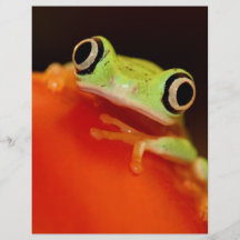 tree frog personalized flyer